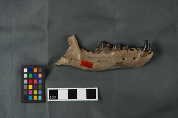Media type: image;   Vertebrate Paleontology VPM-17748 Description: Photograph of a mandible in buccal view of MCZ VPM-17748, Aelurodon compressus.;  Aspect: buccal